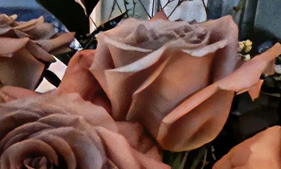 Roses, one of Samuel Nicolosi's own photographs