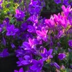 Dusty miller foliage