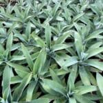 Silvery-blue agave