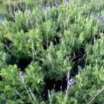 Lavender flowers