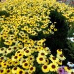 Yellow daisy flowers