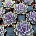Green groundcover